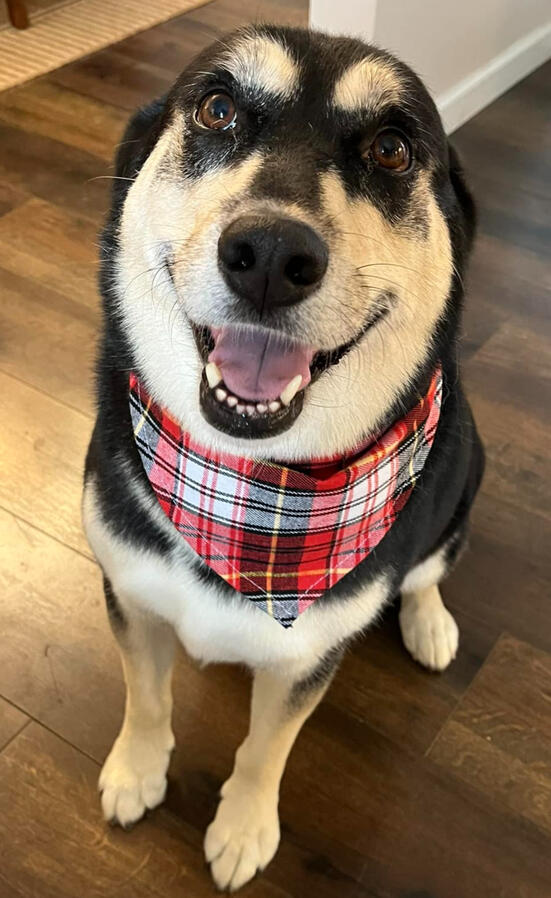 Karma, the Happy Puppy