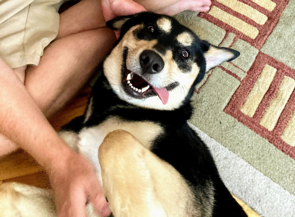 The Goofiest Dog In The World! The Goofiest Dog In The World!